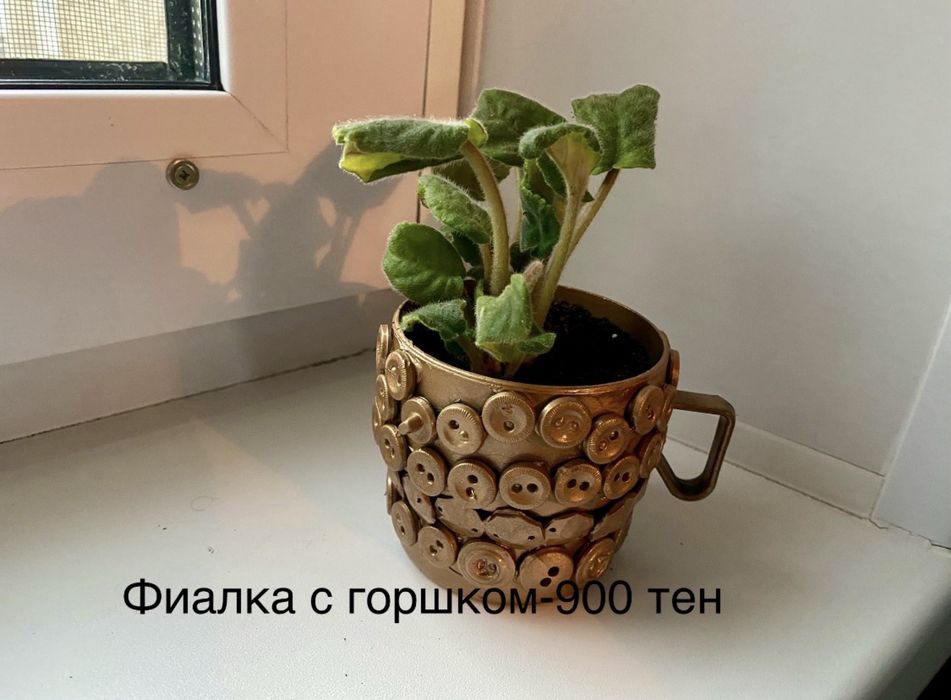 Комнатные цветы(растения)