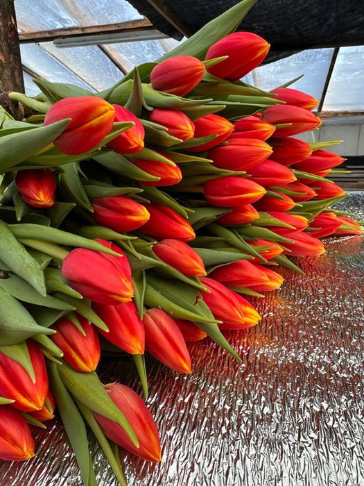 Тюльпаны в наличии