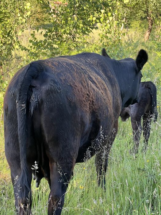 Taur angus cu juninca