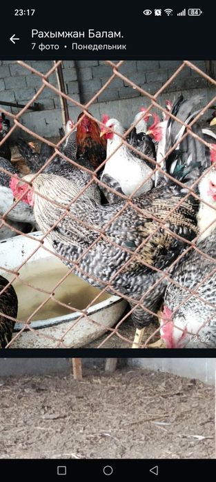 Әтештер сатылады. 11— айлық.