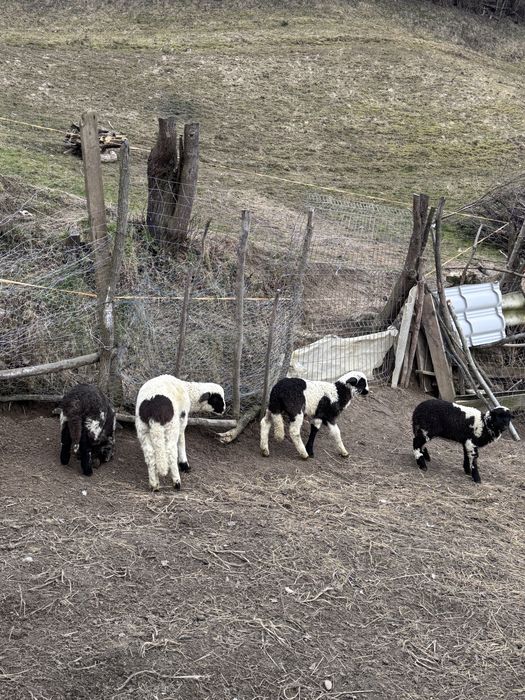 Vand  sau schimb  18 oi cu cai ,vaci ,4x4