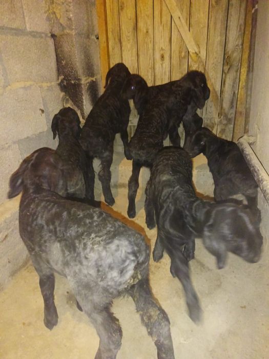 Жетім қозы 25 мың тенгеден