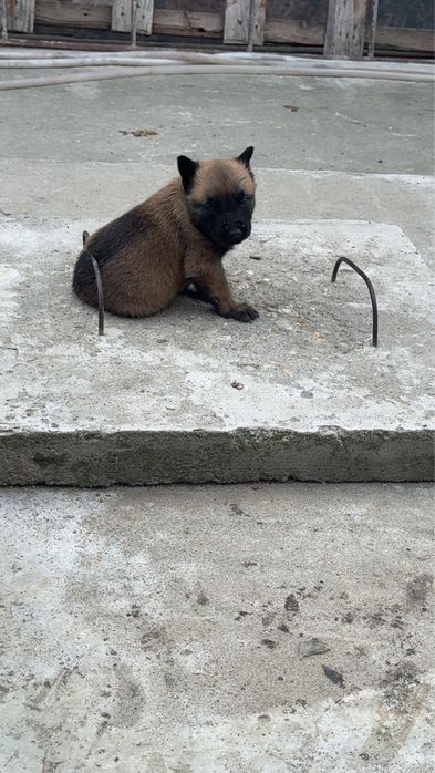 Ciobanesc Beligian Malinois