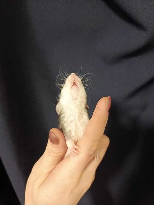 ДЕВОЧКИ Кучеряшки Крыски