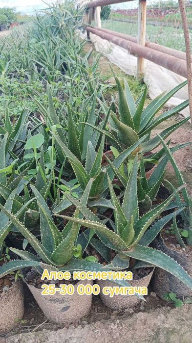 Гуллар. Хона ва уй гуллари, Кучатлар