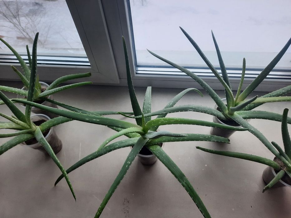 Алоэ Вера! 7 штук