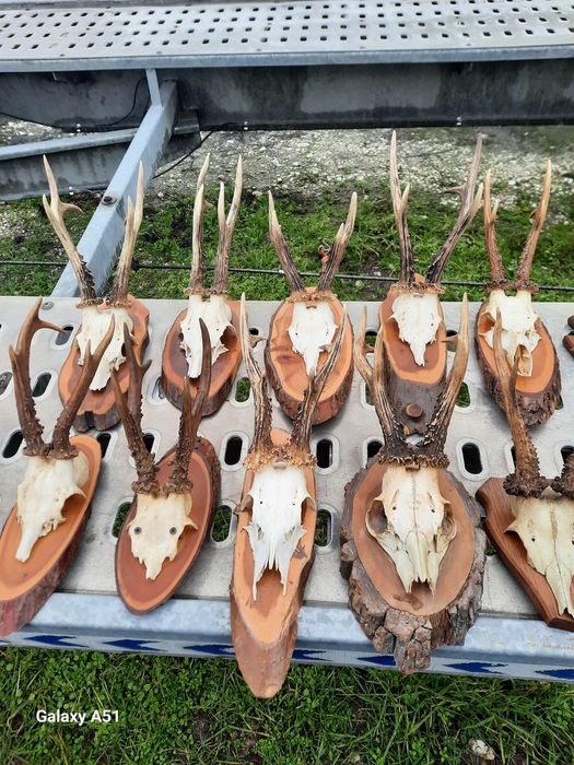 Еленски рога от сърндак.