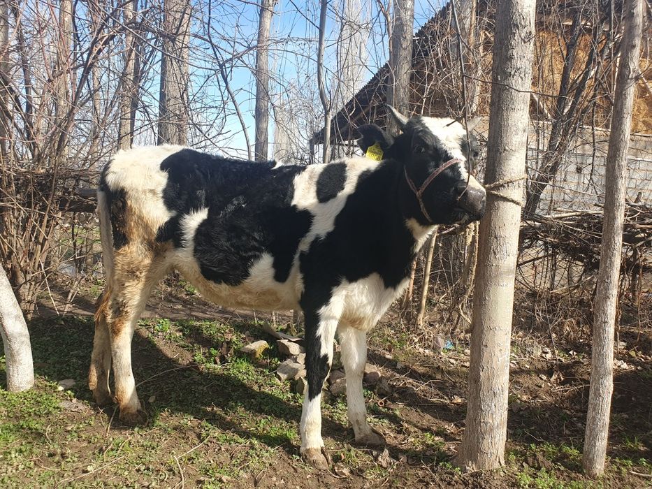 Гунажинлар 3 бош сотилади