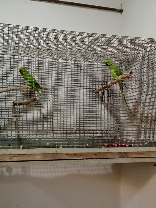 Попугай ожереловый