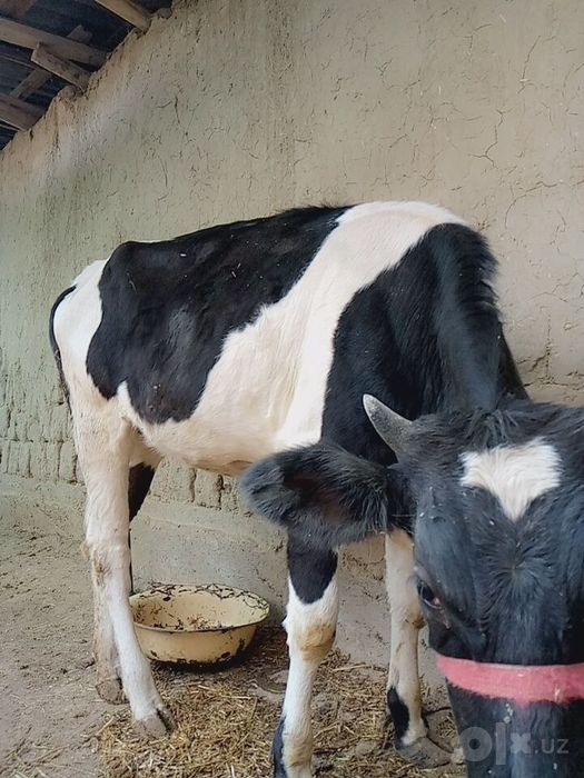 Mol sotiladi qornida bolasi bor
