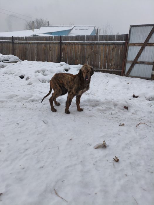 Сабака породы Тазы