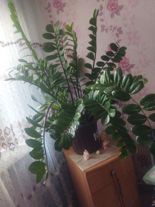 Продам комнатные цветы