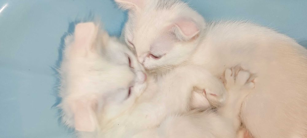 Вислоухие британские котята