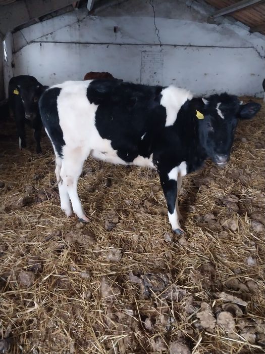 Продам КРС (6 телок (оптом))