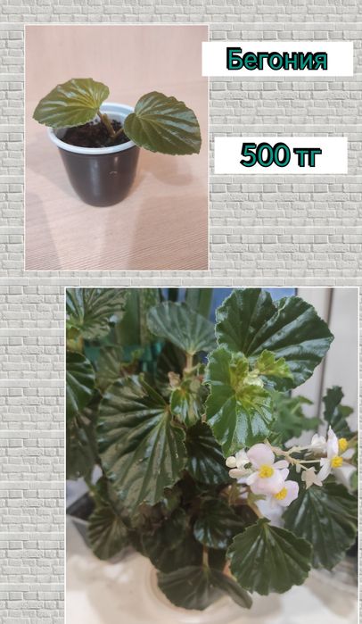 Кактус комнатный цветок