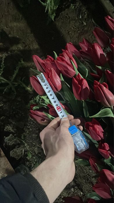 Самые  крупные тюльпаны в казахстане