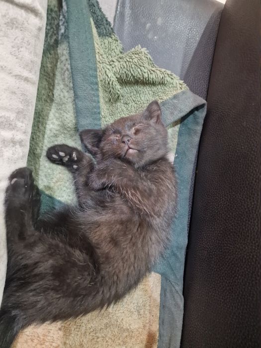 Отдам котят в добрые руки.