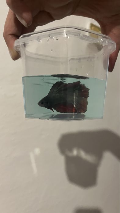 Продам петушков бабочка и ножница самцы очень красивые окрас красивый