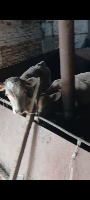 Продаём дояных коров