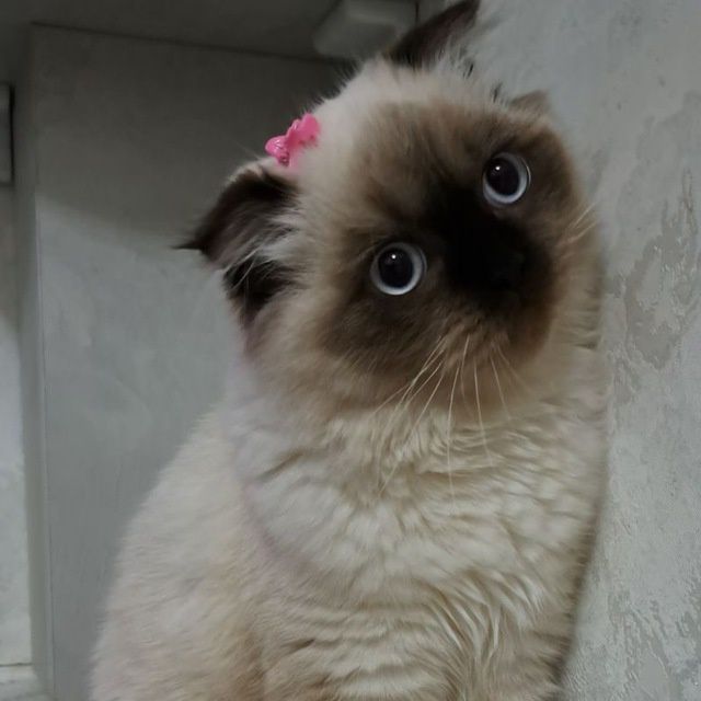 Мушук Сотилади Соглом Ишончли