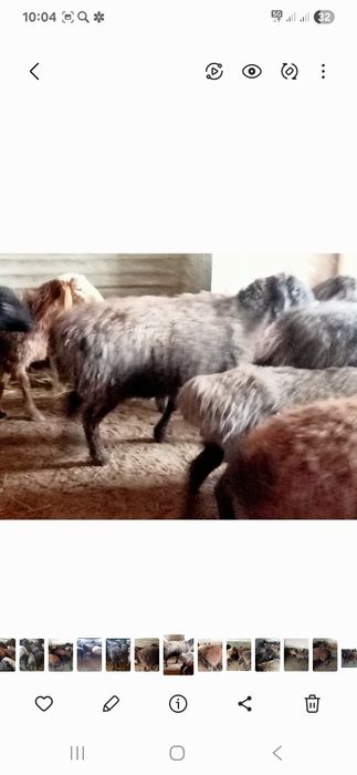 Кои токты бар багылган