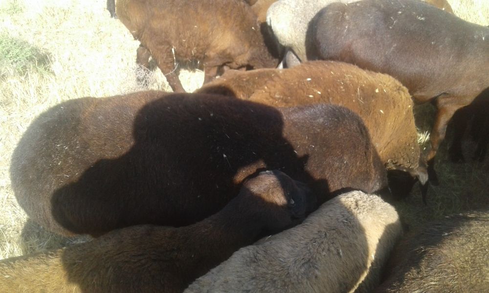 Qurbonlik 2023 qochqorlar