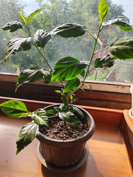 Продаю гибискус (китайская роза)