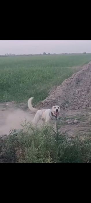 Маладой ит сатылады