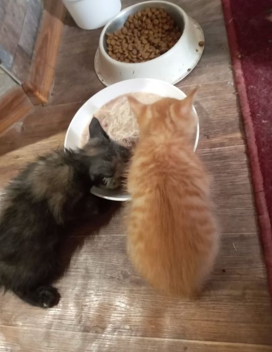 Бесплатно котят в добрые руки
