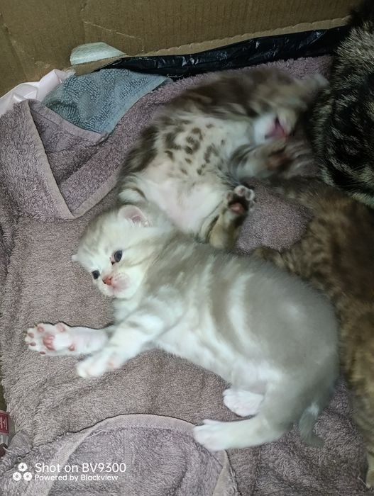 Шотландские милые комочки