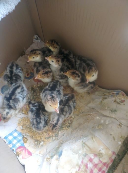 Продам  продам индюшат