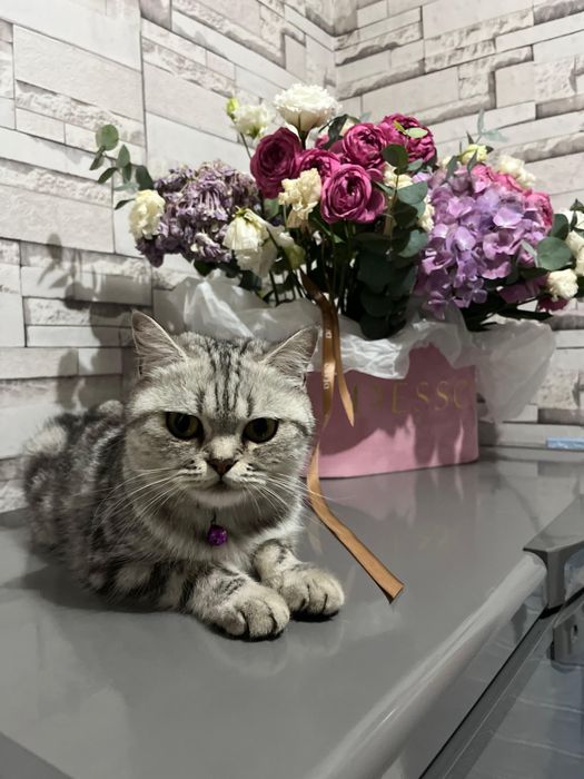 Продам шотландские котят