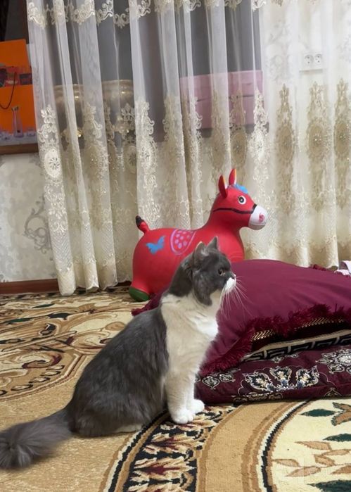 Zotdor mushuk sotiladi
