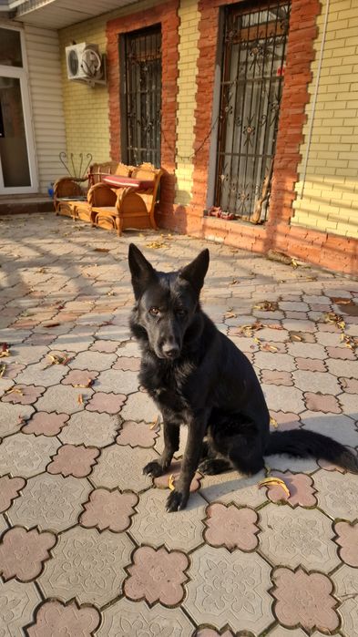 Щенки, немецкой овчарки