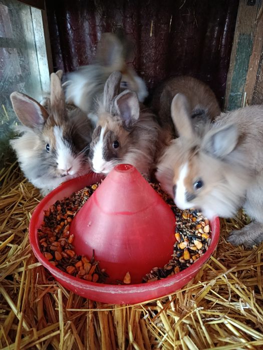 Vand iepurasi cap de leu