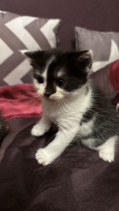 Милая кошечка ищет любящий дом
