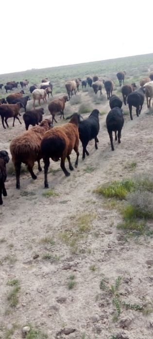 Совлиқлар сотилади