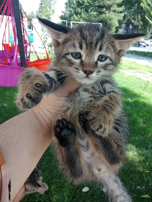 100 mingdan tanlab oliwga