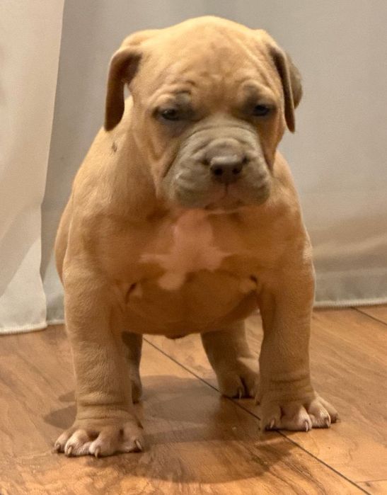 Продавам американско були