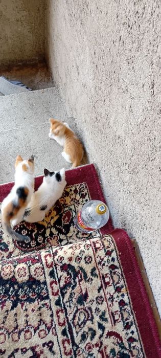 Mushuk bolalari xadyaga yaxshi qaredigan insonlarga