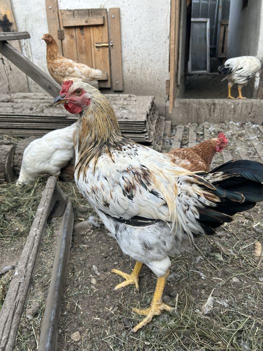Продам молодых петушков