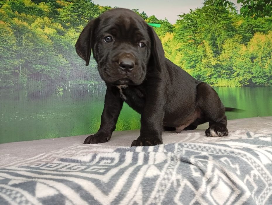 Кане Корсо cane Corso Italiano