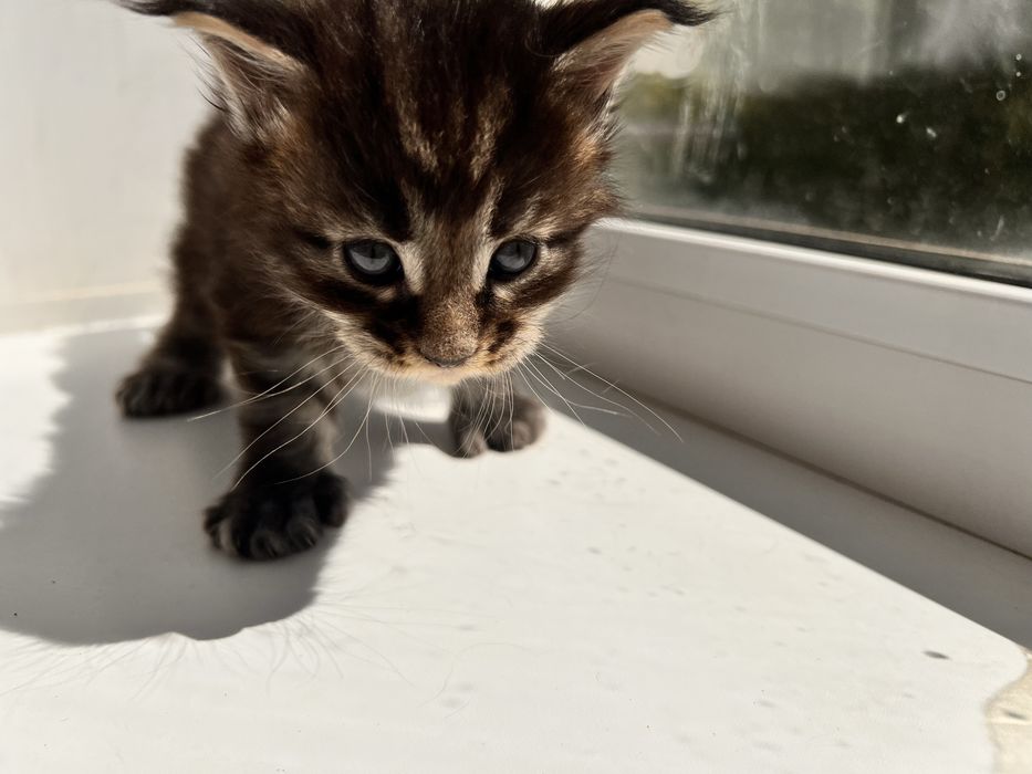 Котята Мейн кун полидактильные