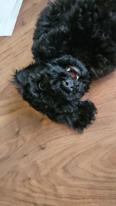 Мъжки среден пудел ,черен