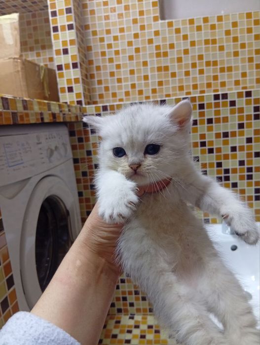 Шиншилла сильвер