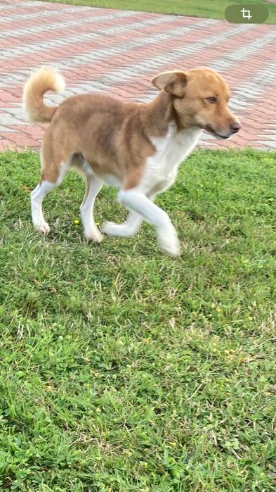 Ofer spre adopție cățel de talie mică vârsta de 2ani