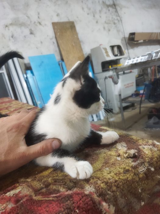 Отдам котенка в добрые руки мальчик