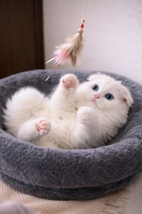 Băiețel Scottish Fold – 6 luni, exemplar deosebit