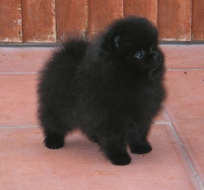 Asigur transport !!! Pui Pomeranian mini toy mascul rasa pura  pret foarte avantajos