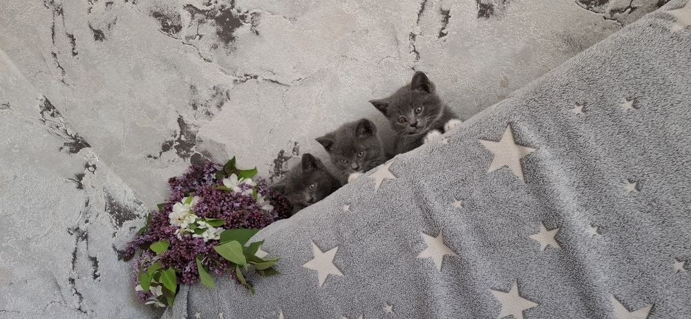Британские короткошерстные котята